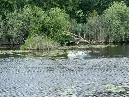 Torfgewässer Vier Pfähle-1