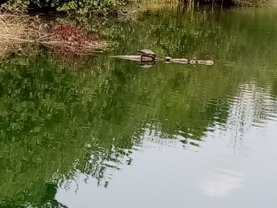 Oberschopfheimer Angelsee-1