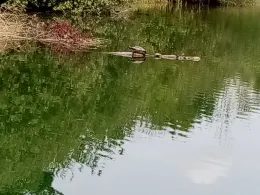 Oberschopfheimer Angelsee-1