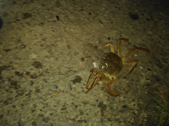 Mittellandkanal (Lübbecke)-3