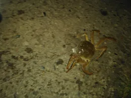 Mittellandkanal (Lübbecke)-3