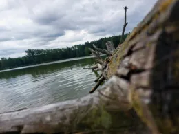 Otterweiher (Kemnath)