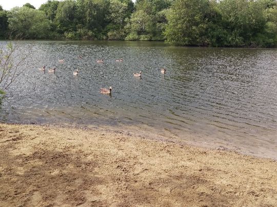 Neuer Teich (Braunschweig)-3