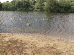 Neuer Teich (Braunschweig)-3