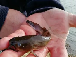 Alte Elbe (Kathewitz)-2