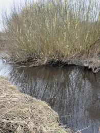 Schwale (Neumünster)-2