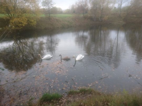 Weisswaldteich (Lugau)-1