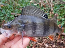 Tonteiche Neue Mühle-2