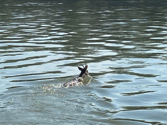 Po (Casalmaggiore)-2