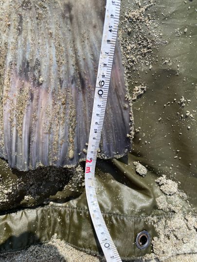 Po (Casalmaggiore)-4