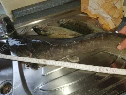 Müllers Angelteiche