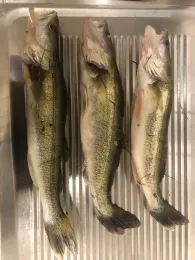 Michelsteich (Bad Salzungen)-4