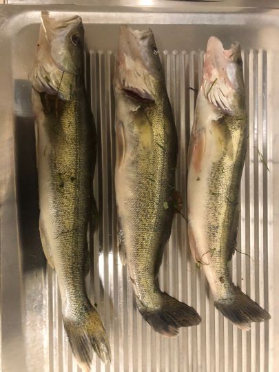 Michelsteich (Bad Salzungen)-2