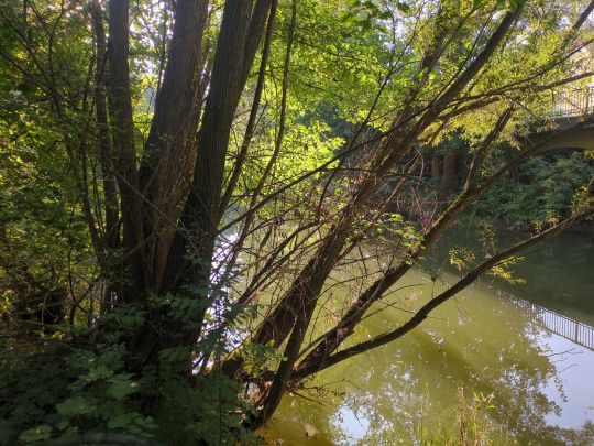 Spree (Großpostwitz/Oberlausitz)-2