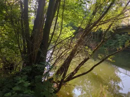 Spree (Großpostwitz/Oberlausitz)-2