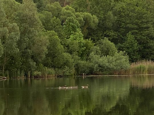 Haussee (Schönow)-2