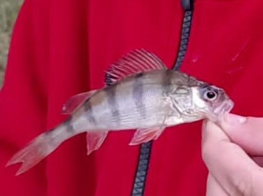 Teich Gänseried (Wundersleben)