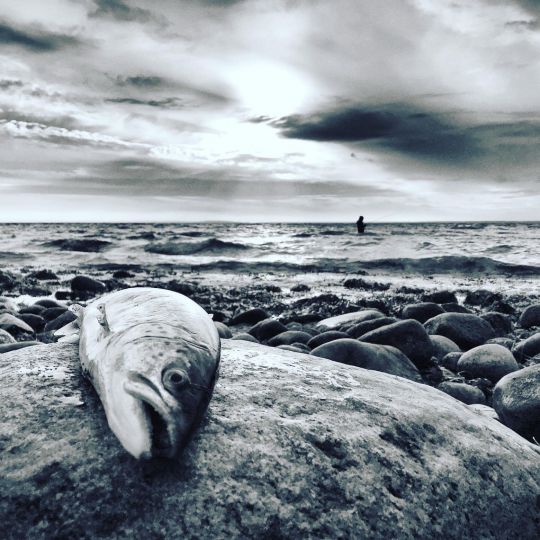 Ostsee (Nardevitz)-1