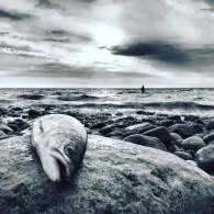 Ostsee (Nardevitz)-1