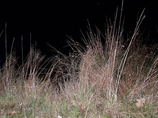 See am Greve (Großenkneten)-2