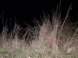 See am Greve (Großenkneten)-2