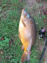 Obertorteich (Duderstadt)