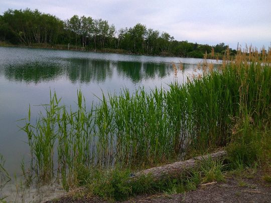 Baggersee Holzhausen (Leipzig) angeln