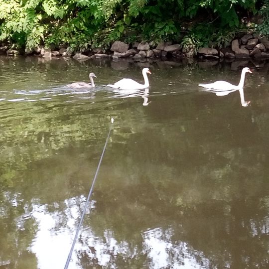 Nidda (Frankfurt-Nied)-4