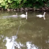 Nidda (Frankfurt-Nied)-4