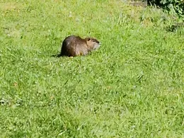 Angelteiche ASV Alt-Scharnhorst-3