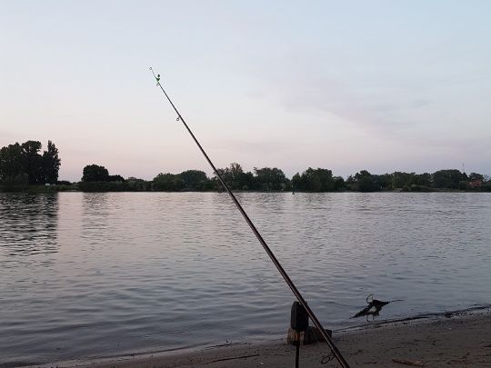 Rhein (Nierstein) angeln