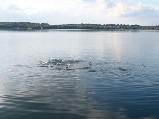Cospudener See
