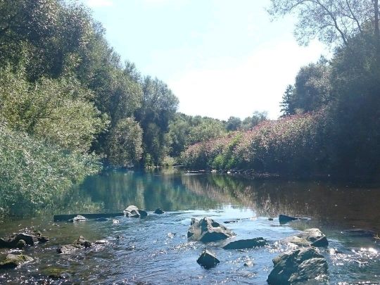 Sieg (Niederschelden-Eiserfeld)-4