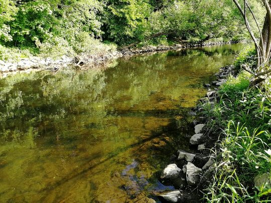 Sieg (Niederschelden-Eiserfeld)-2