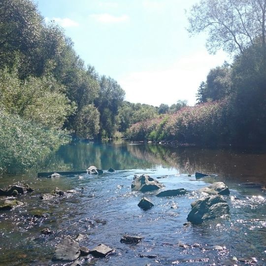 Sieg (Niederschelden-Eiserfeld)-3