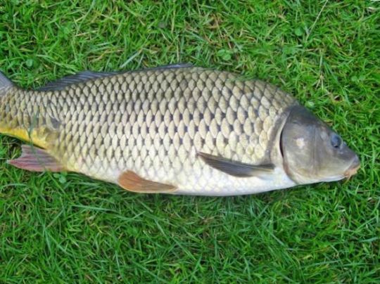Hase (Haselünne)