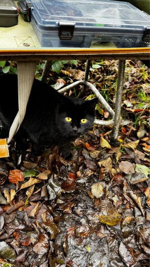 Aspachweiher (Oberreitnau)-4
