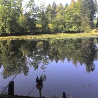 Aspachweiher (Oberreitnau)-0