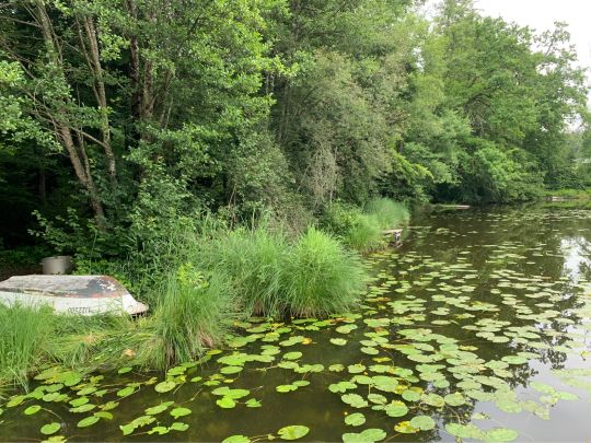Aspachweiher (Oberreitnau)-2