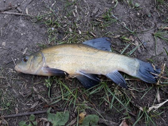 42+ Raitzhainer Teich, Der raitzhainer teich er ist ca.