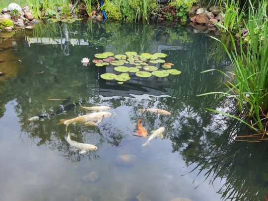 Brüders Teich (Gardelegen)-1