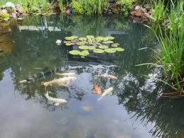 Brüders Teich (Gardelegen)-1