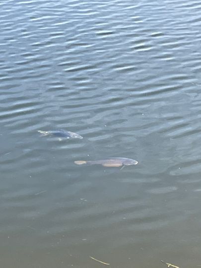 Kiefhölzer Teich ALLE ANGELN