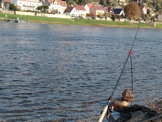 Elbe (Stadt Wehlen)-1