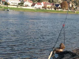 Elbe (Stadt Wehlen)-1