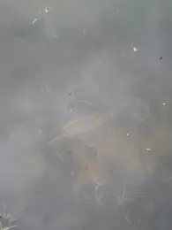 Kiesseen Westerende Hofweg-1