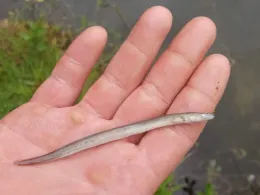 Kiesseen Westerende Hofweg-2