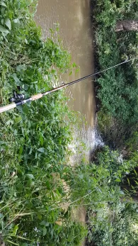 Bibert (Weinzierlein)