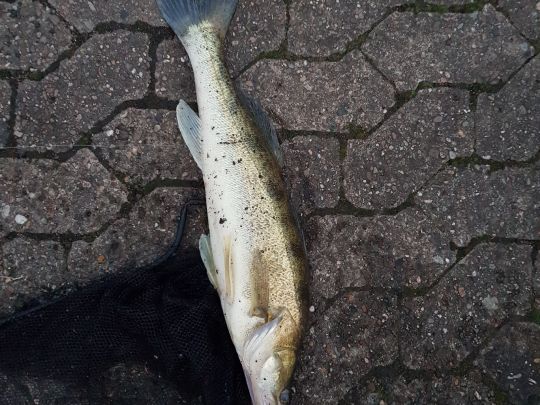 Industriehafen Minden-1