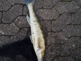 Industriehafen Minden-1